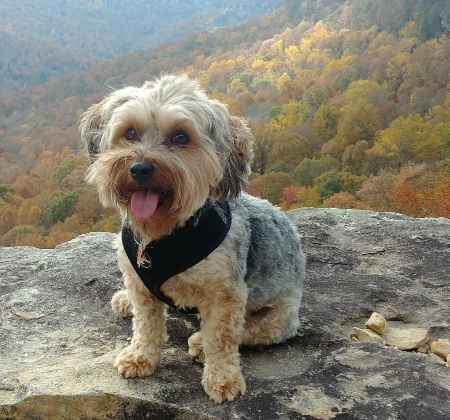 Pet Friendly callout