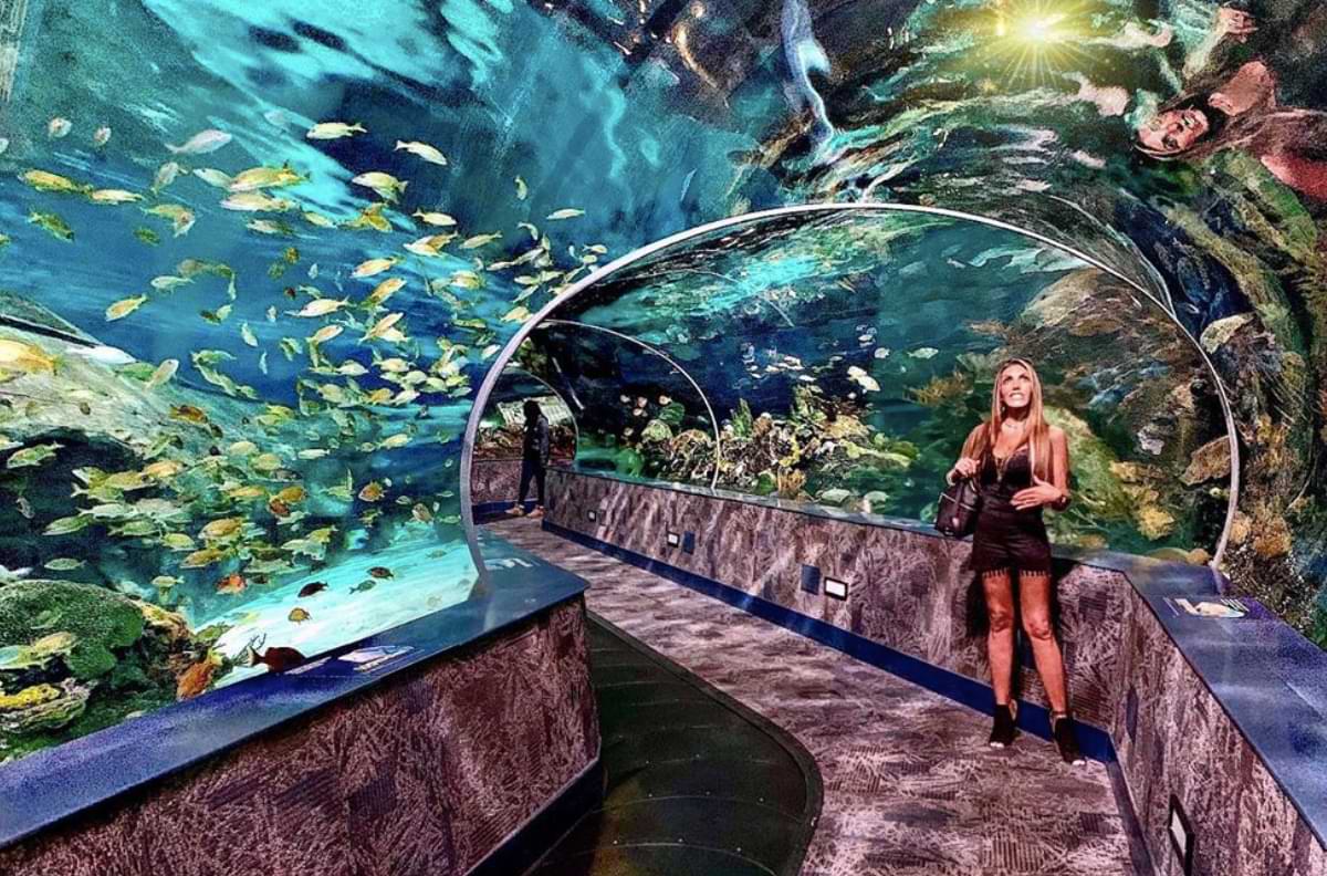 Thing To Do Attractions & Activities